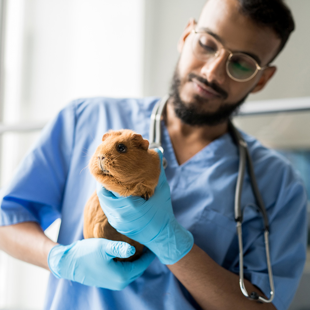 vet-with-guinea-pig