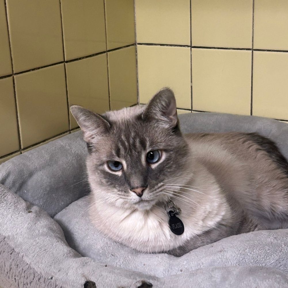Blue eyed cat in bed Blue eyed cat in bed