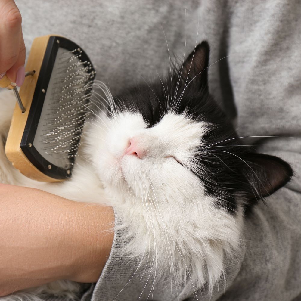 Cat being brushed Cat being brushed