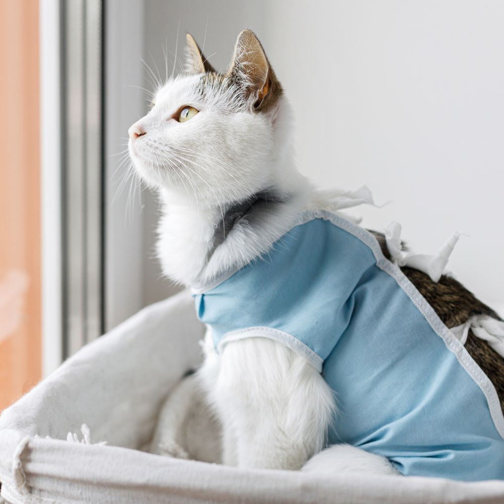 Cat in post surgery onesie Cat in post surgery onesie