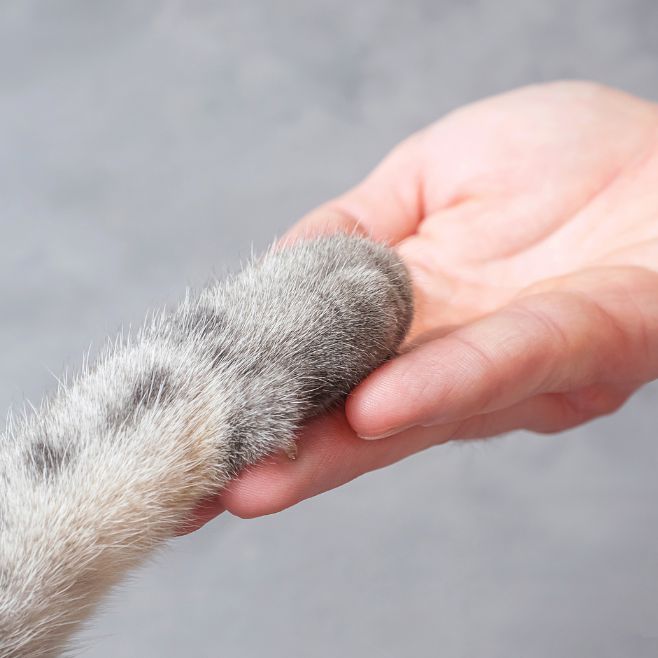 Cat paw human hand Cat paw human hand
