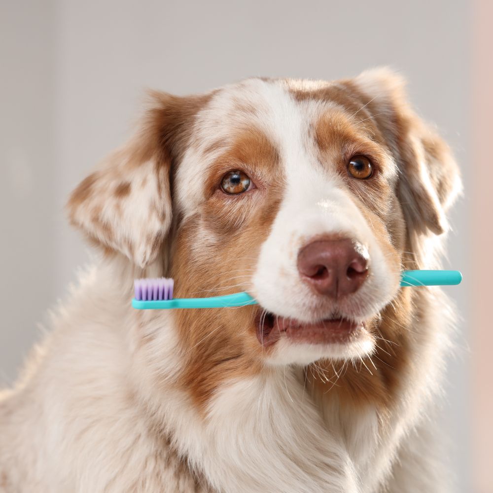 Dog holding toothbrush in mouth Dog holding toothbrush in mouth