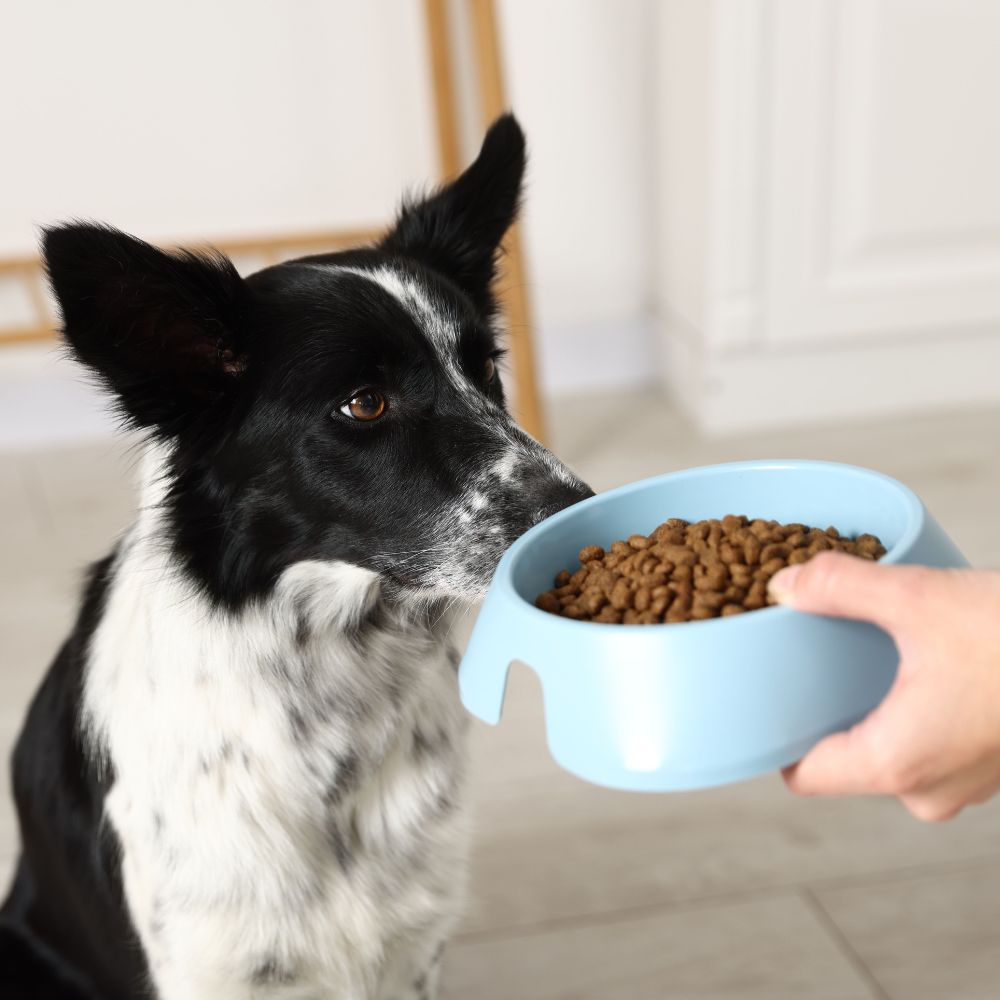 Dog looking at food bowl Dog looking at food bowl