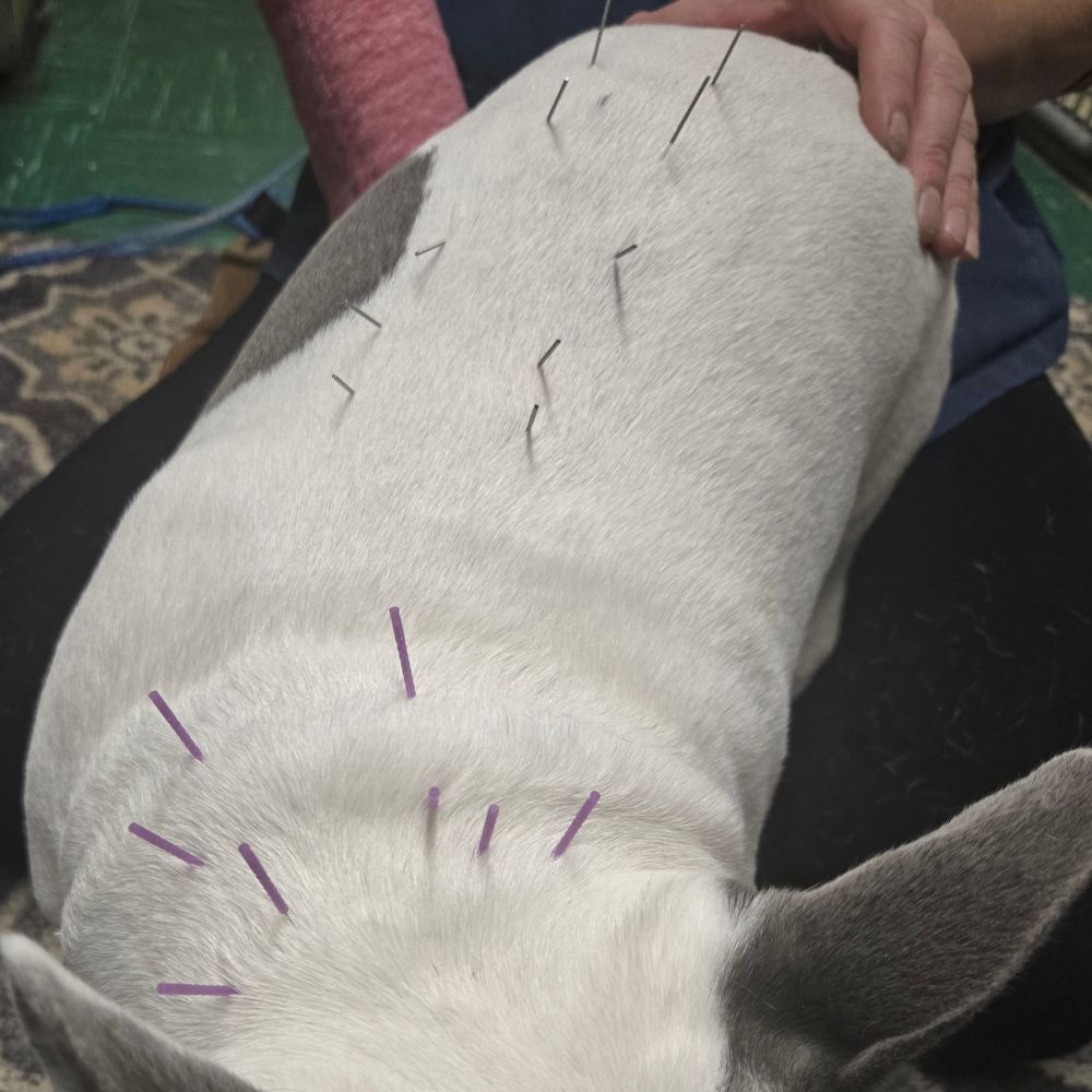 Dog receiving acupuncture treatment Dog receiving acupuncture treatment