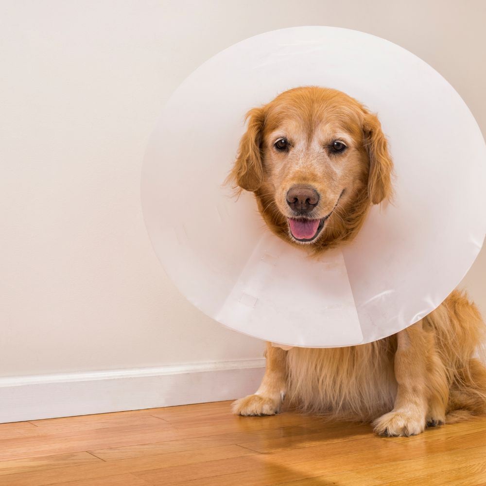 Happy dog in recovery cone Happy dog in recovery cone