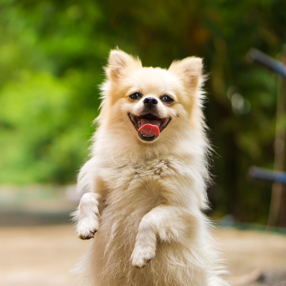 Happy dog standing on hindlegs