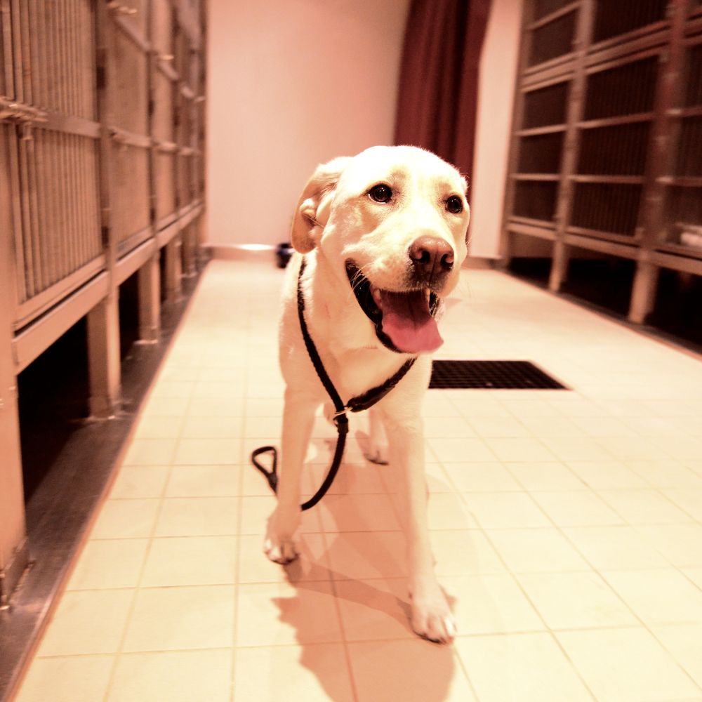 Happy white dog in kennel Happy white dog in kennel