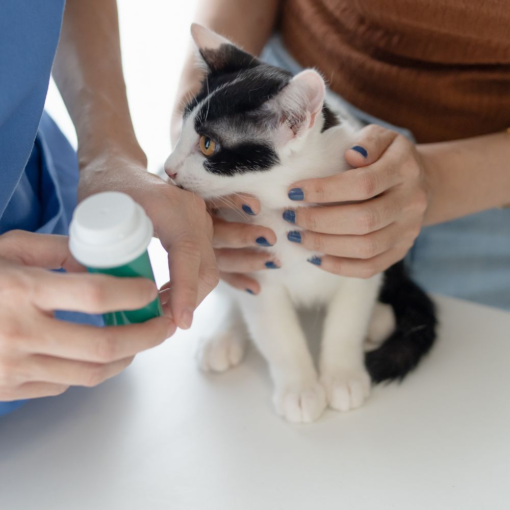 Kitten awaiting medication from vet Kitten awaiting medication from vet