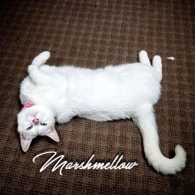 Marshmellow Kitty