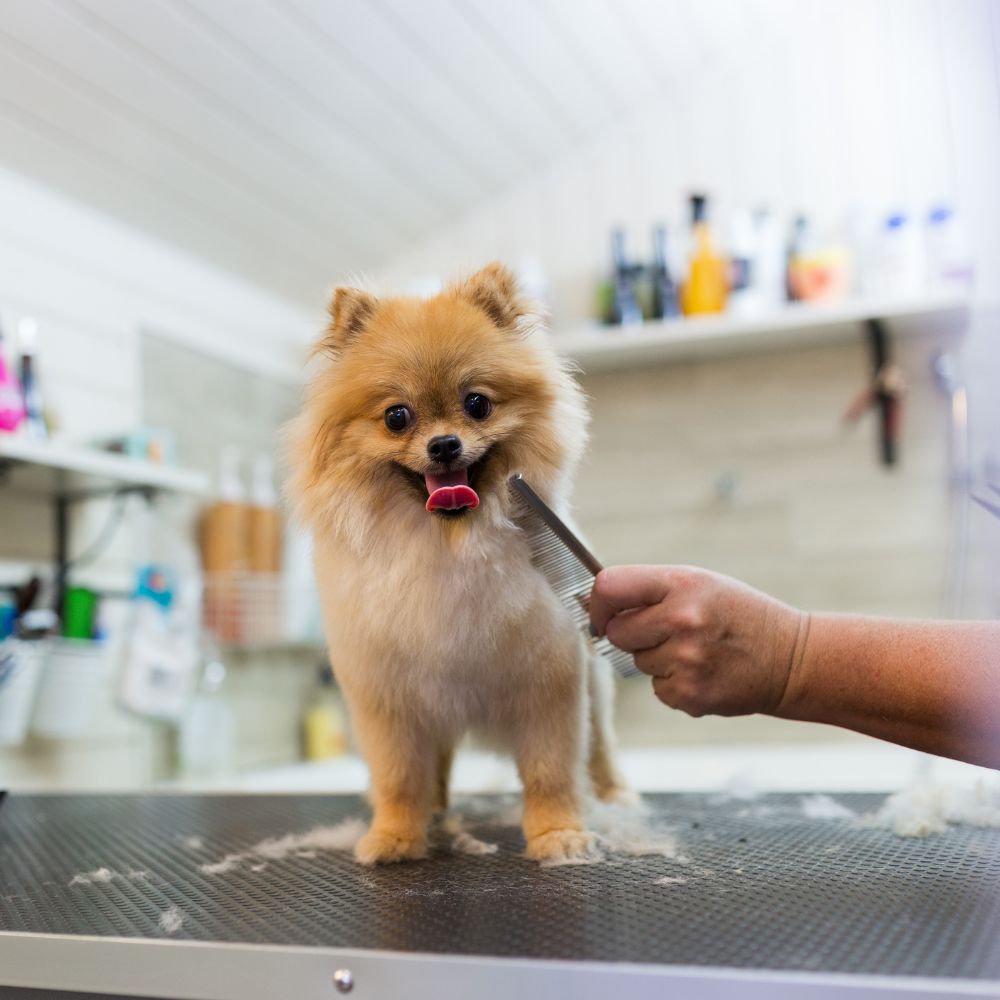 Pomeranian dog getting groomed Pomeranian dog getting groomed