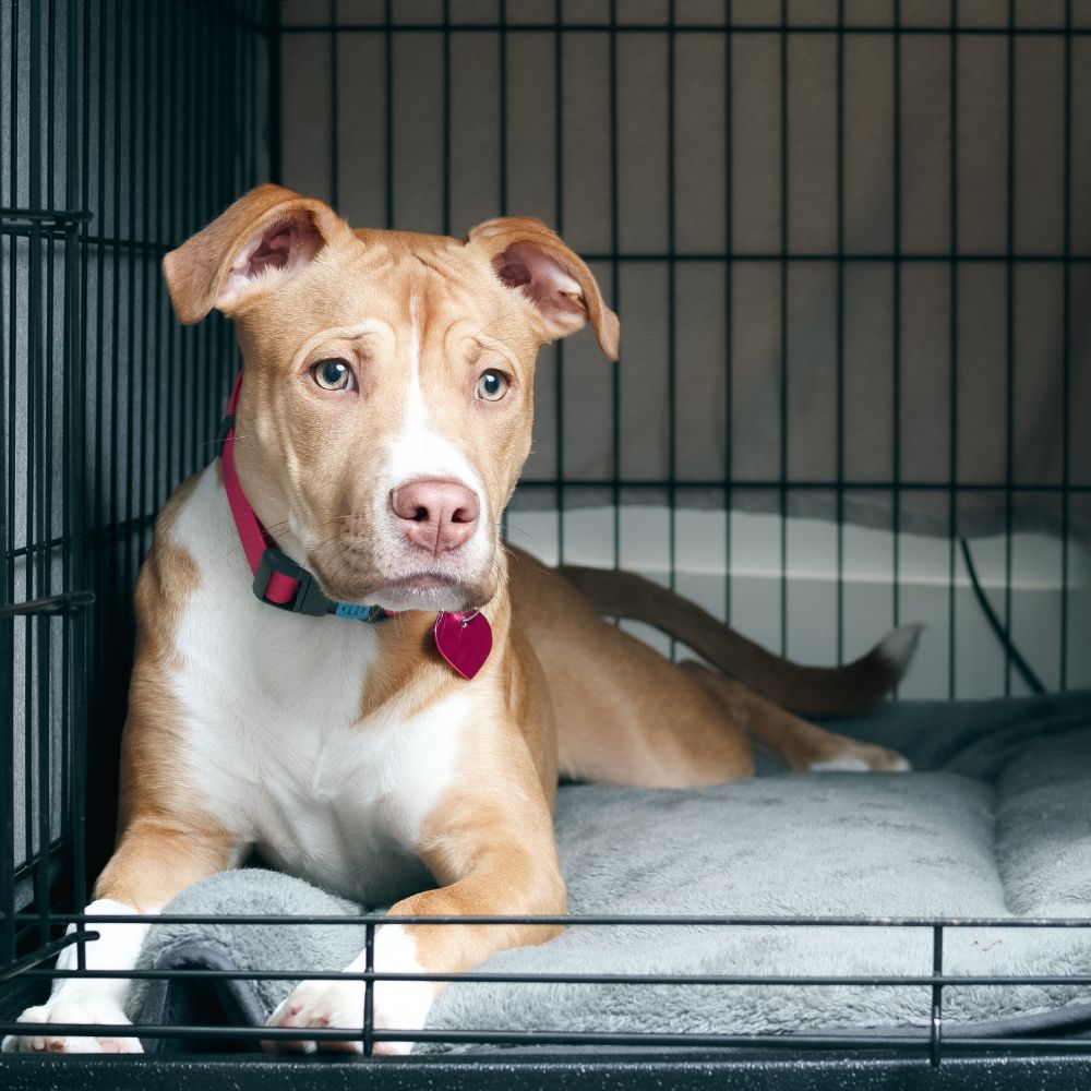 Puppy in crate bed Puppy in crate bed