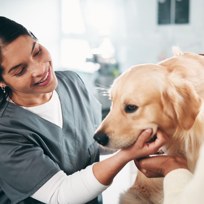 Vet technician examining golden retriever Vet technician examining golden retriever