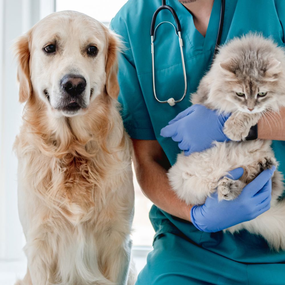 Vet with dog and cat Vet with dog and cat
