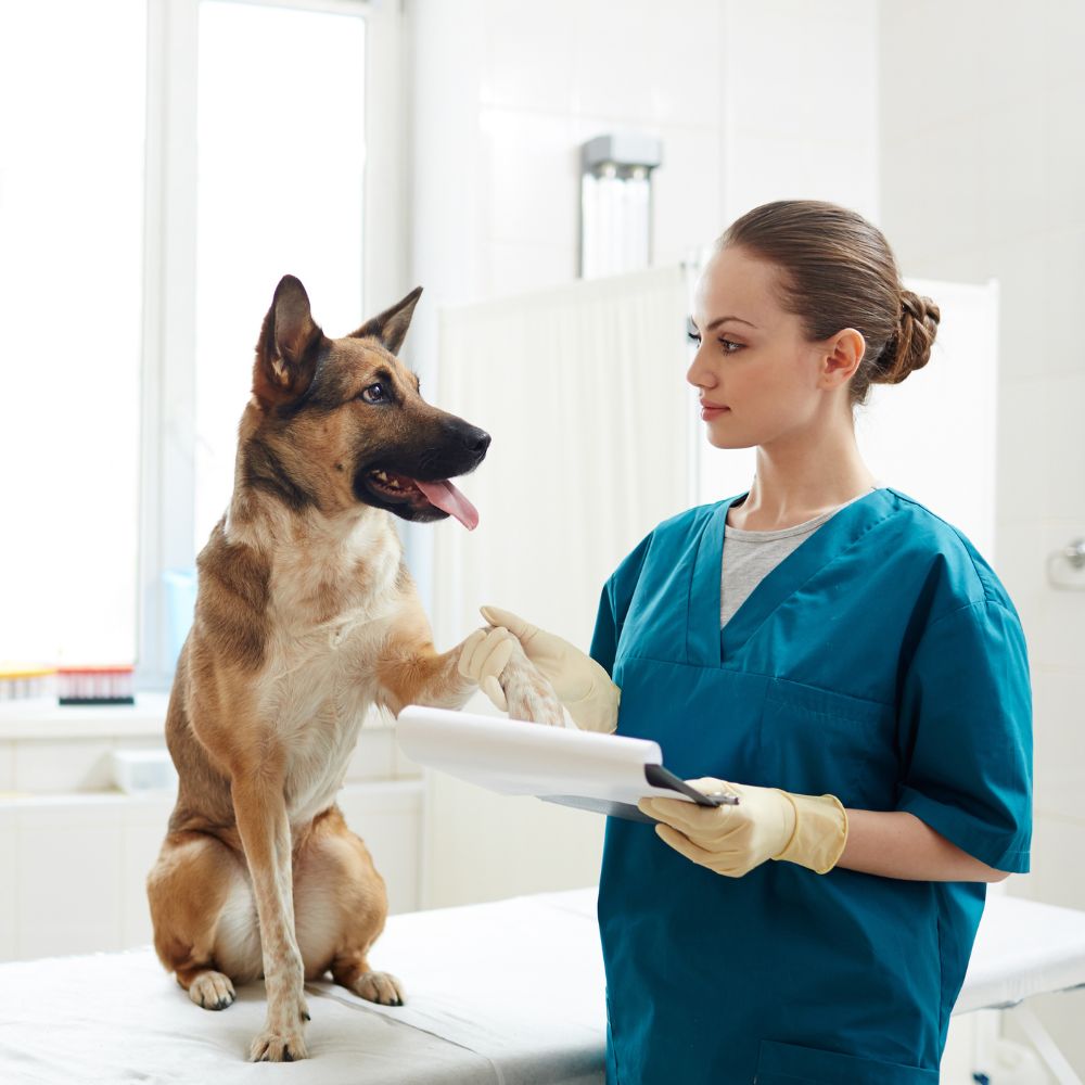 Veterinarian holding dog paw Veterinarian holding dog paw