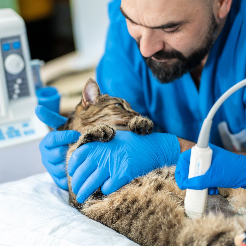 Veterinarian performing ultrasound on cat Veterinarian performing ultrasound on cat