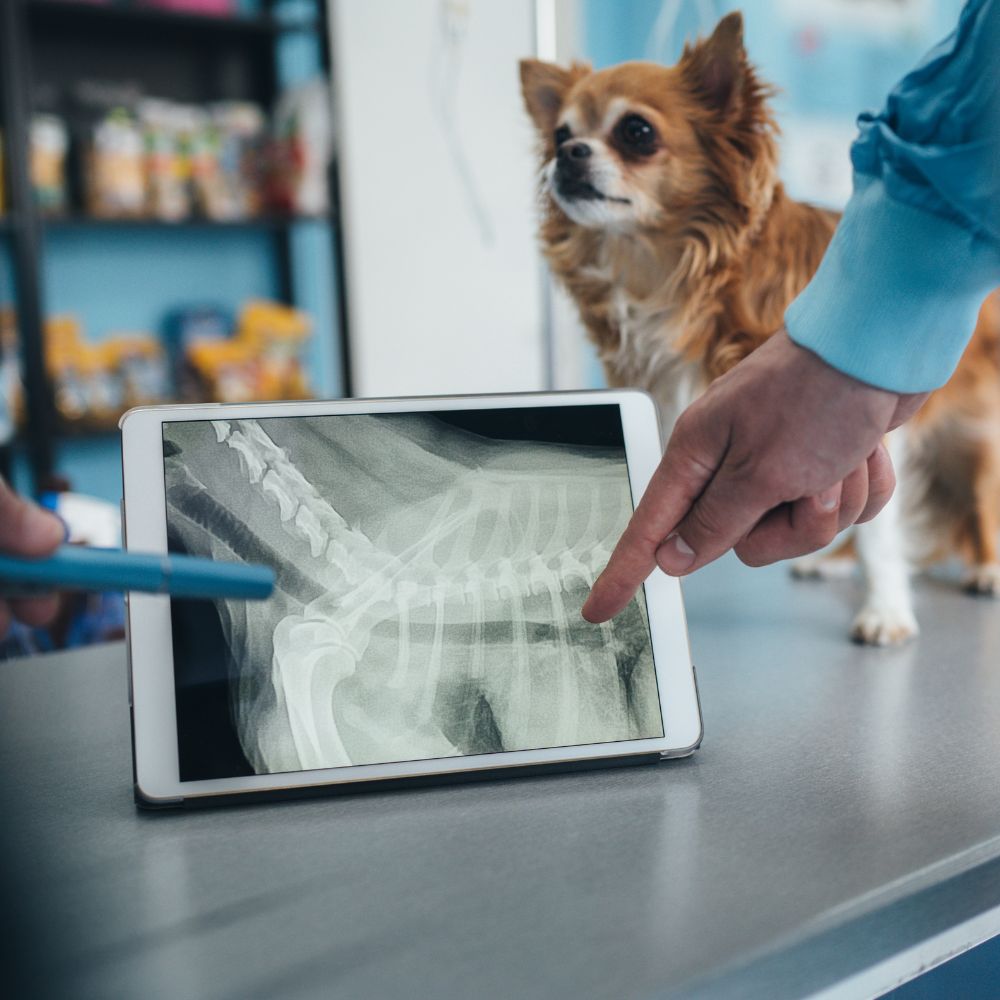 Veterinarian showing dog x-ray Veterinarian showing dog x-ray