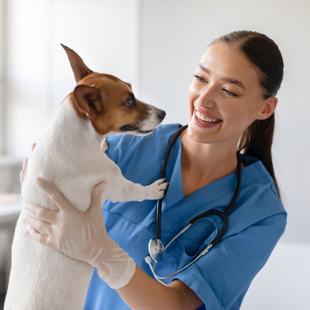 Veterinarian smiling holding dog Veterinarian smiling holding dog