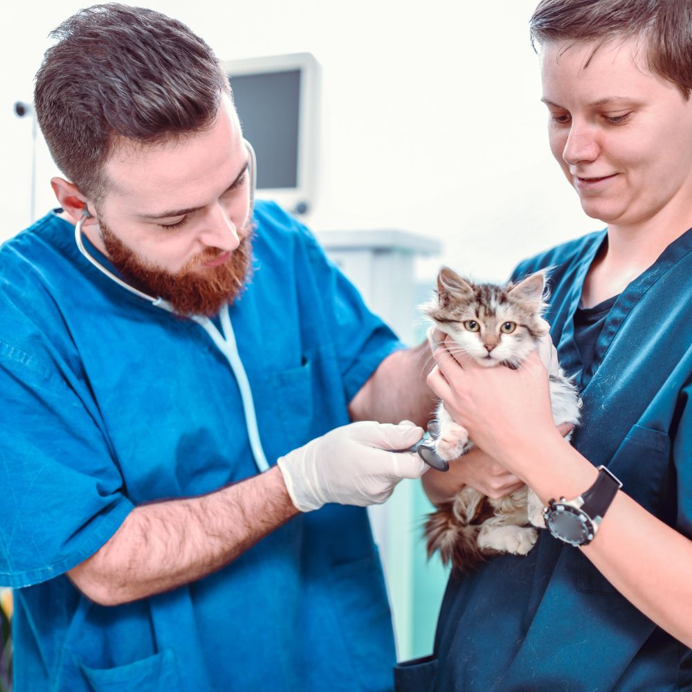 Vets examine a kitten Vets examine a kitten