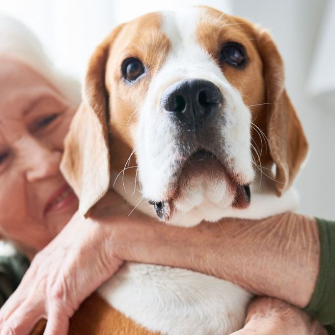 Woman hugging beagle dog Woman hugging beagle dog