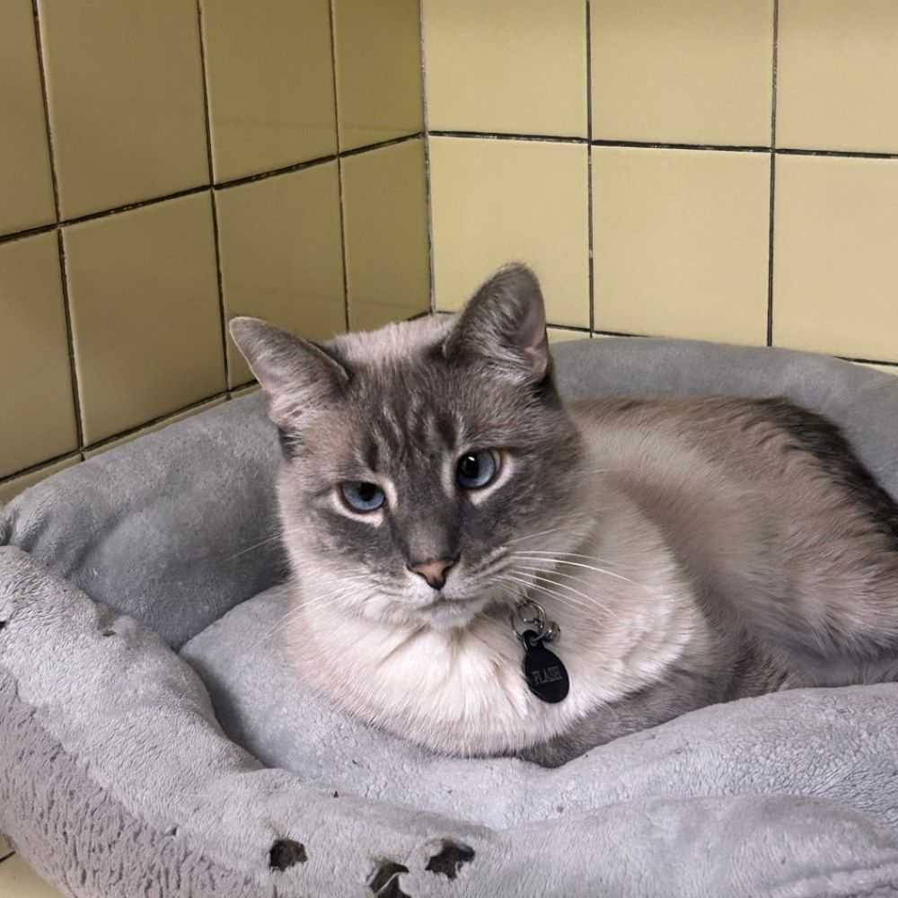 cat with blue eyes laying in bed