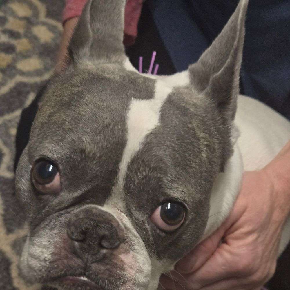 grey and white french bulldog closeup of face