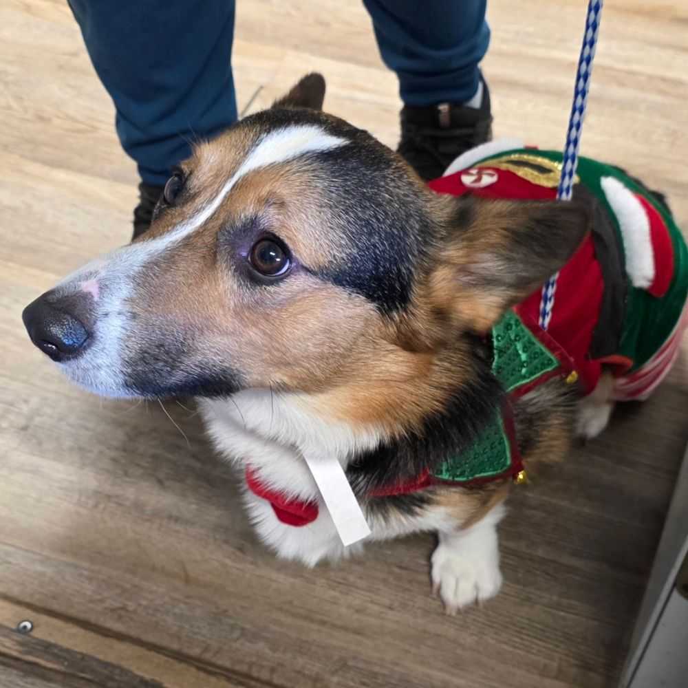 corgi in santa costume
