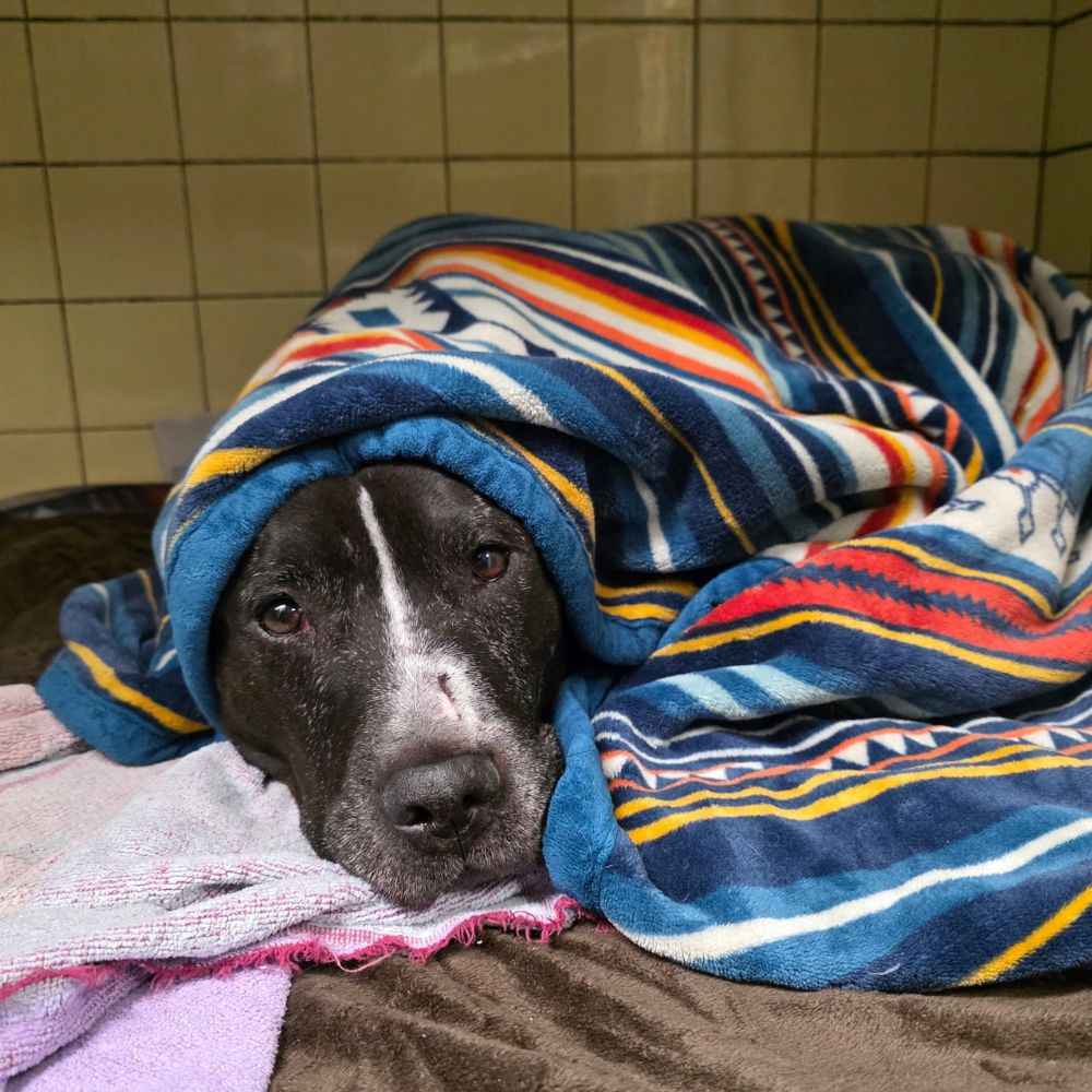 dog snugly wrapped in blanket