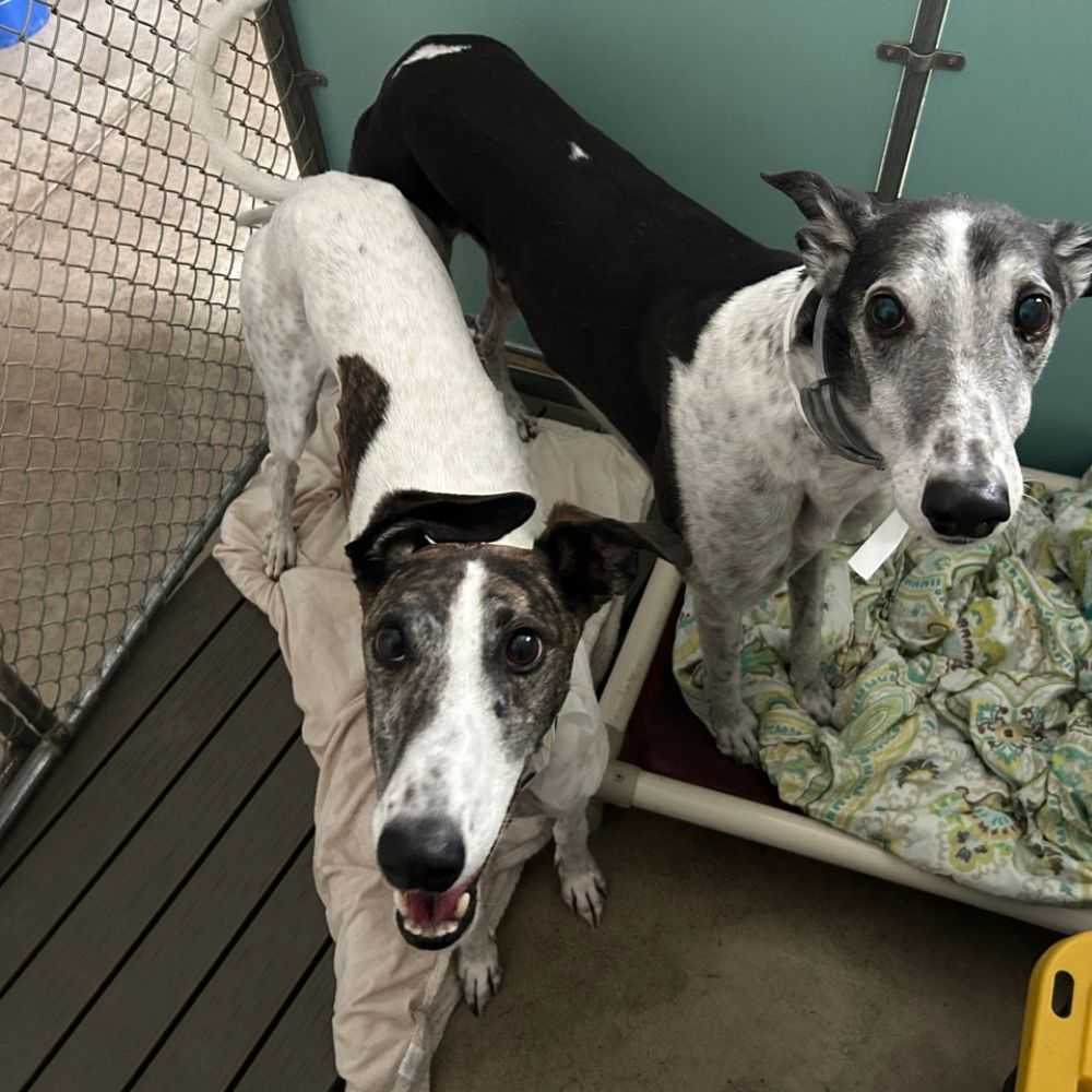 three greyhounds in enclosure