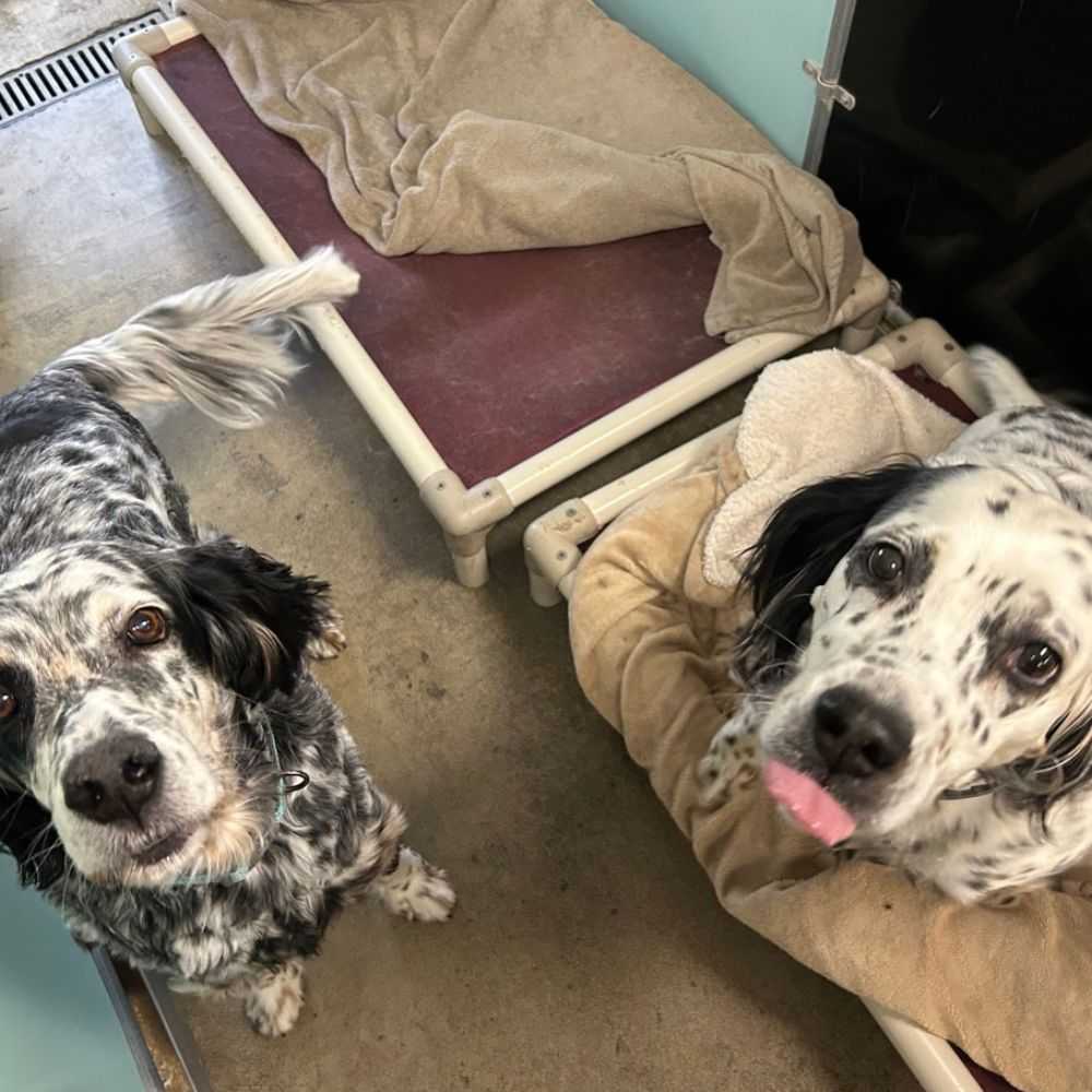 two adorable speckled dogs