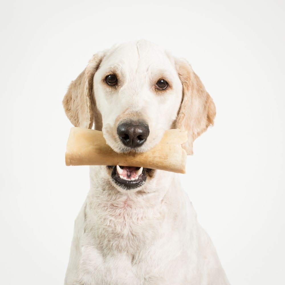 Dog holding rawhide bone Dog holding rawhide bone