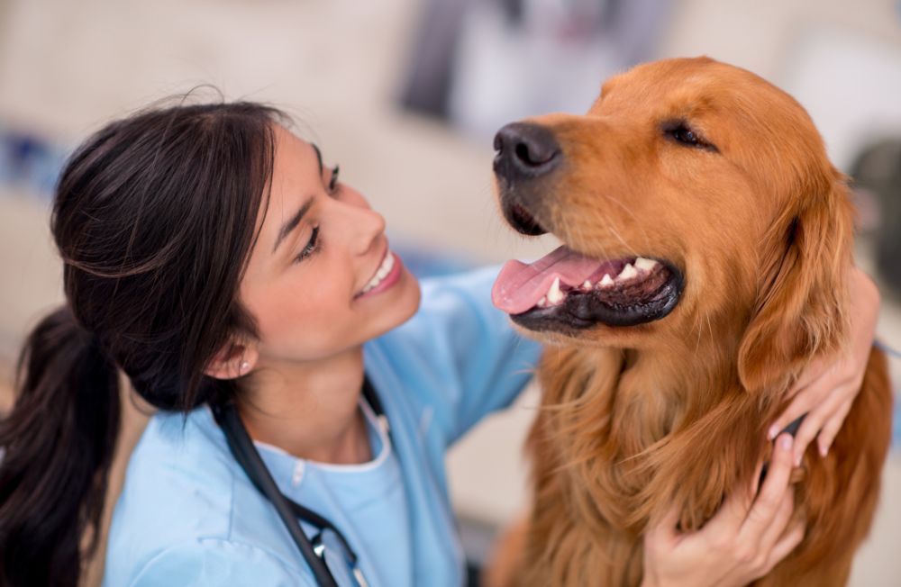 Veterinarian petting golden retriever dog